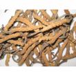 Cordyceps
