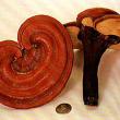 Reishi