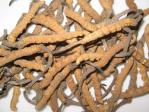 CORDYCEPS SAUVAGES<br>10 Grammes