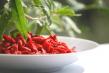 Goji Bio AB certifi par Ecocert